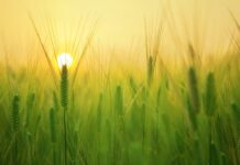 Czy jestem jednoosobowym gospodarstwem domowym? Czy jestem jednoosobowym gospodarstwem domowym?